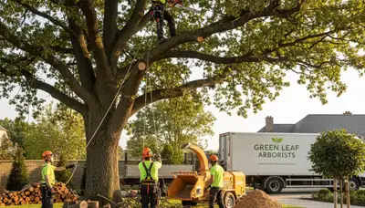 Professional landscaping and tree removal in Bellevue, NE by Chop Chop Tree experts