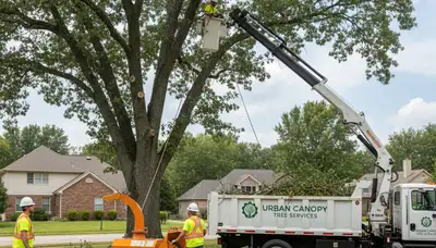 Professional tree removal service team working safely in Bellevue, NE yard