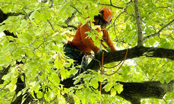 Tree Trimming in Bellevue NE Tree Trimming Services in Bellevue NE Tree Trimming Professionals in Bellevue NE Tree Services in Bellevue NE Tree Trimming Estimates in Bellevue NE Tree Trimming Quotes in Bellevue NE